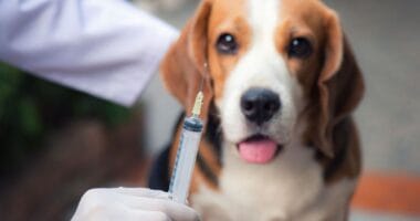 Vacunas perro