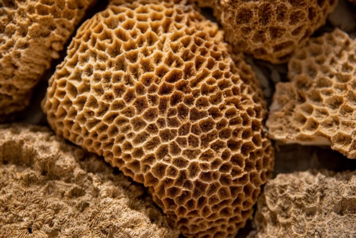 Estudio esponjas marinas calentamiento global