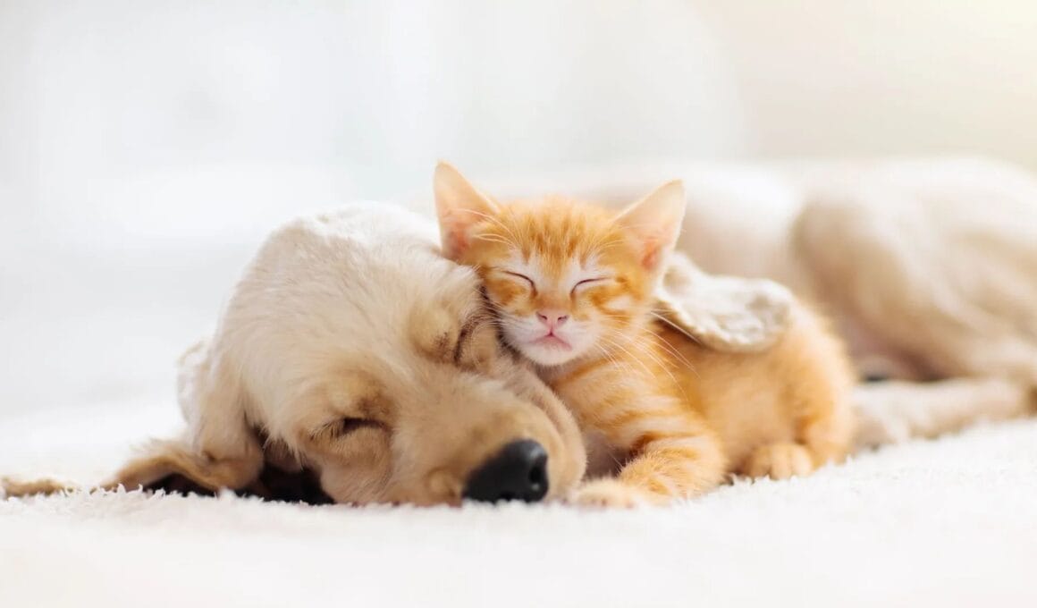 Gato y perro durmiendo