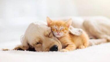 Gato y perro durmiendo | Planeta 16 Gato y perro durmiendo