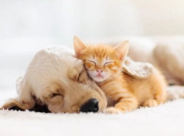 Gato y perro durmiendo
