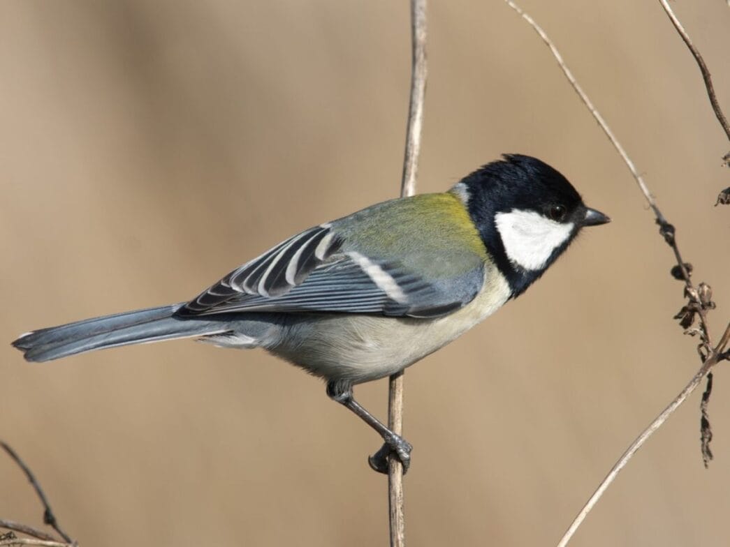 Gesto carbonero japonés | Planeta 16 Gesto carbonero japonés