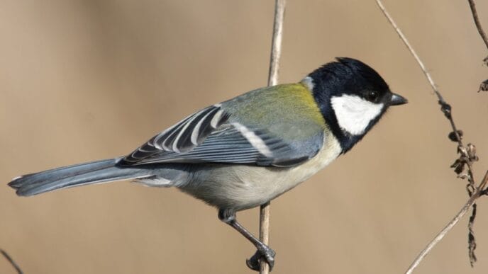 Gesto carbonero japonés