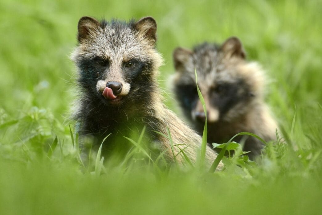 Perros mapache y origen de la COVID-19