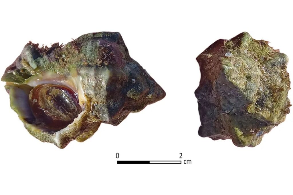 concha-caracol-marino-purpura | Planeta 16 Concha de caracol marino Hexaplex trunculus recolectada en las cercanías de Tel Shiqmona