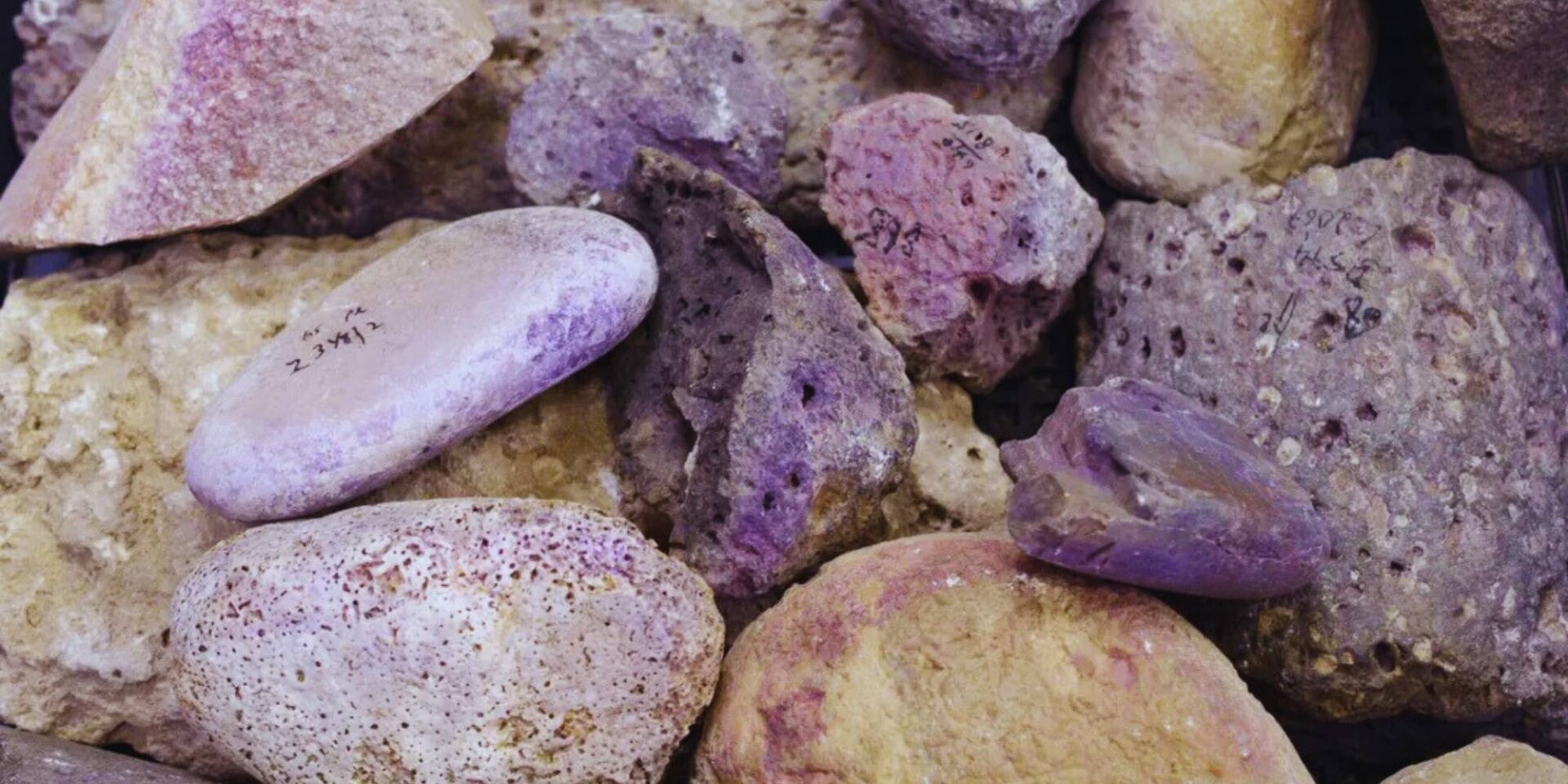 Hallan en la costa de Israel una impresionante planta industrial de púrpura del siglo IX a.C.