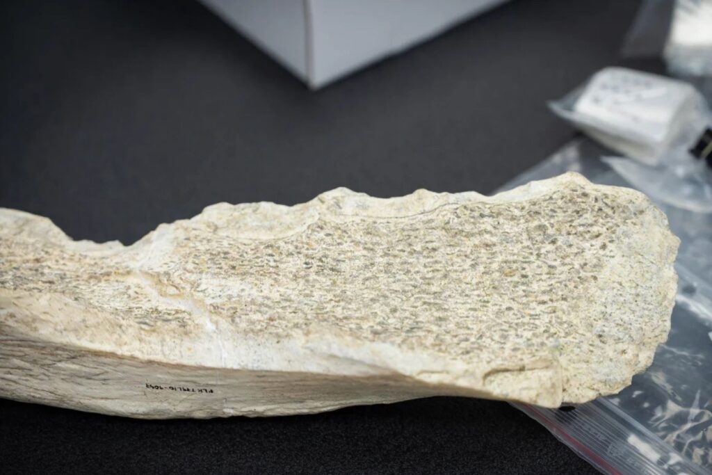 hominidos-hallazgo-olduvai-huesos | Planeta 16 Los homínidos modificaron los huesos generando bordes afilados mediante un proceso de lascado, desprendiendo pequeñas lascas con golpes de piedra