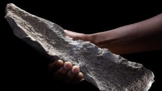 Los antepasados humanos ya fabricaban herramientas de hueso un millón de años antes de lo que se creía