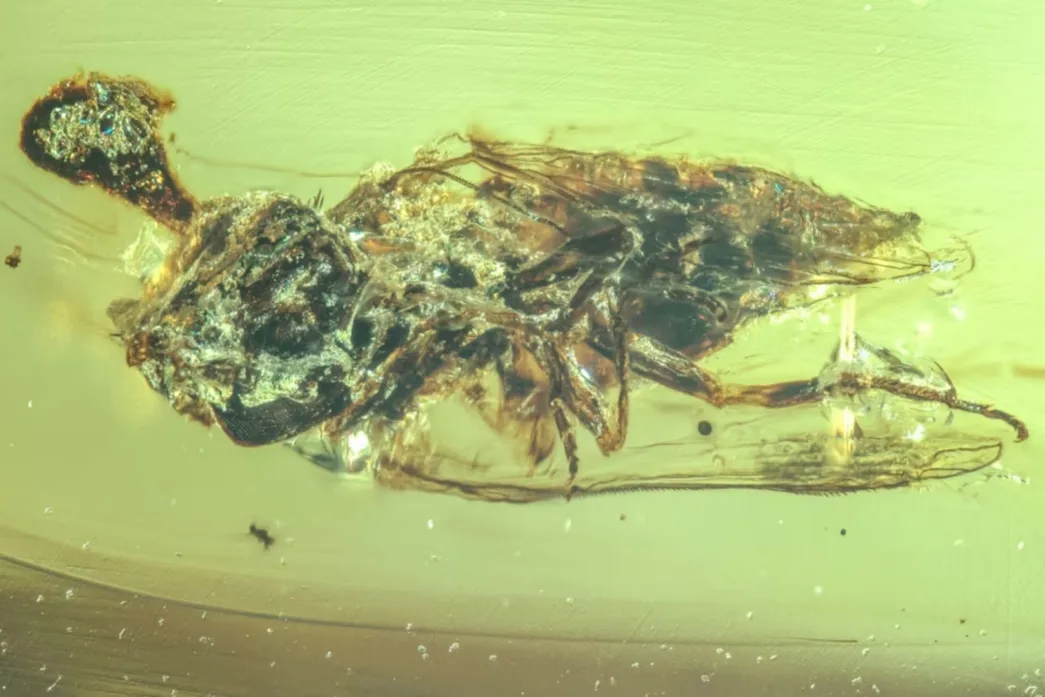 El hongo real que inspiró The Last of Us ya existía en tiempos de los dinosaurios | Planeta 16 El hongo real que inspiró The Last of Us ya existía en tiempos de los dinosaurios