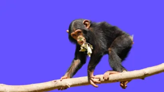 Nueva investigación plantea un giro radical en la evolución humana