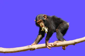 Nueva investigación plantea un giro radical en la evolución humana