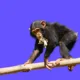 Nueva investigación plantea un giro radical en la evolución humana