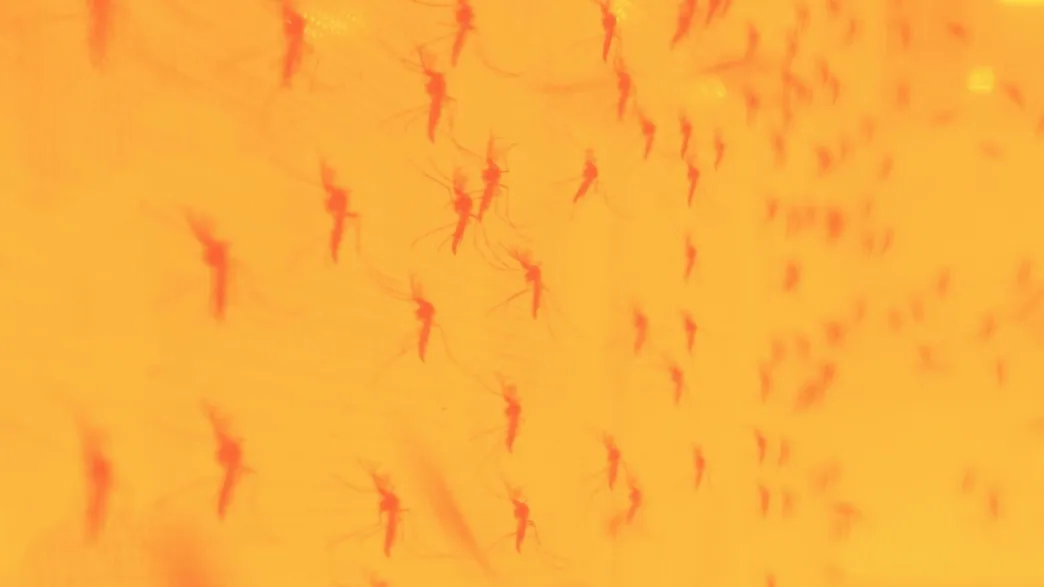 Detectan cómo el calor extremo está haciendo que el dengue se dispare en América y Asia