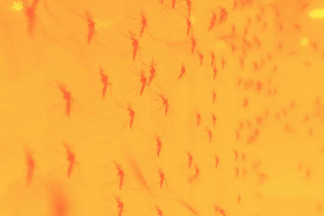 Detectan cómo el calor extremo está haciendo que el dengue se dispare en América y Asia