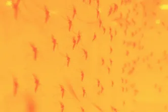 Detectan cómo el calor extremo está haciendo que el dengue se dispare en América y Asia