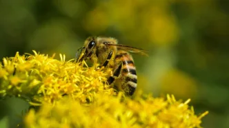 Las abejas silvestres en Europa aparecen por primera vez en la Lista Roja, la base científica mundial que vigila a las especies en peligro