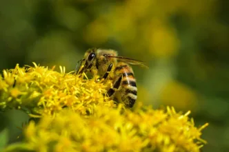 Las abejas silvestres en Europa aparecen por primera vez en la Lista Roja, la base científica mundial que vigila a las especies en peligro