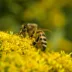 Las abejas silvestres en Europa aparecen por primera vez en la Lista Roja, la base científica mundial que vigila a las especies en peligro