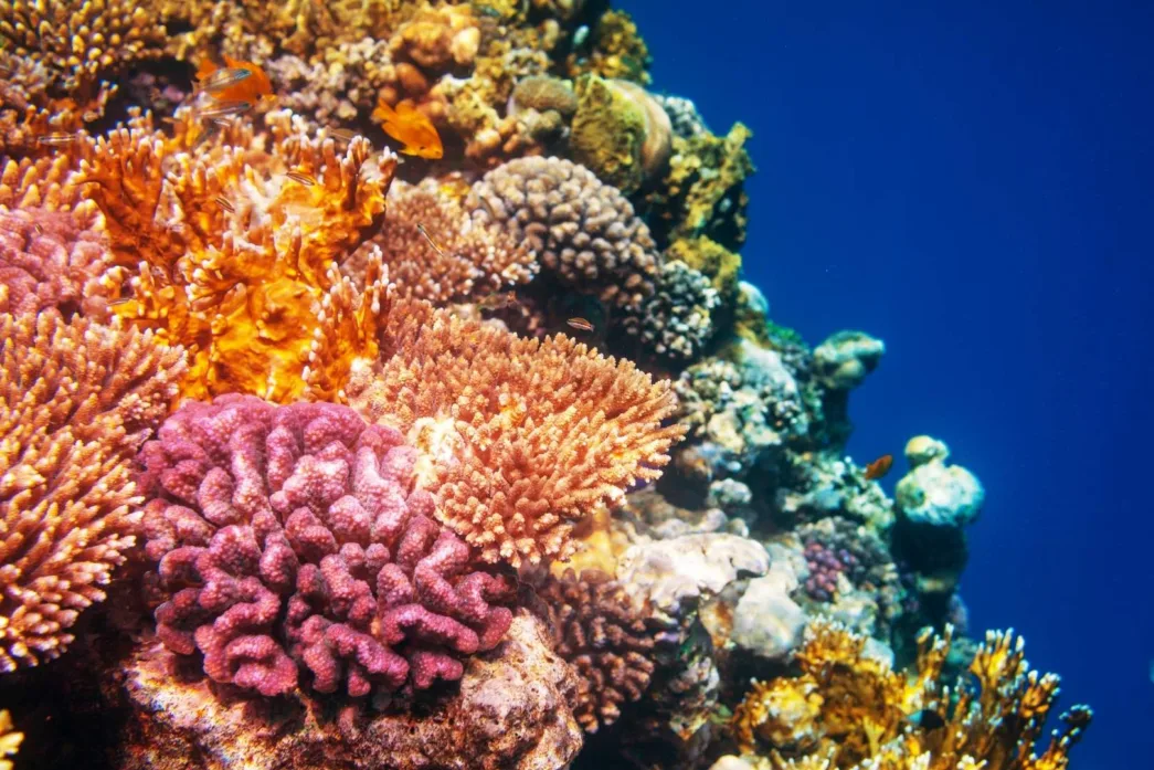 Los neutrones ayudan a revelar cómo respondieron los arrecifes de coral a antiguos cambios climáticos