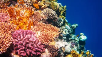 Los neutrones ayudan a revelar cómo respondieron los arrecifes de coral a antiguos cambios climáticos