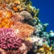 Los neutrones ayudan a revelar cómo respondieron los arrecifes de coral a antiguos cambios climáticos