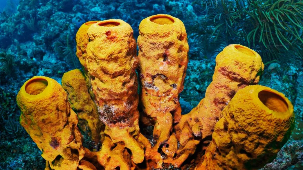 Esponja de mar