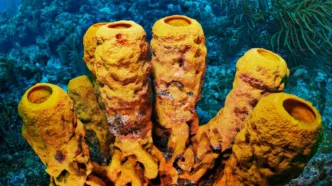 Esponja de mar