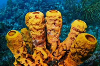 Esponja de mar