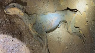 Se cree que los ejemplares quedaron atrapados en el interior de la cueva, donde las condiciones de temperatura constante y baja humedad favorecieron su conservación natural hasta convertirlos en auténticas momias