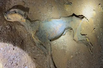 Se cree que los ejemplares quedaron atrapados en el interior de la cueva, donde las condiciones de temperatura constante y baja humedad favorecieron su conservación natural hasta convertirlos en auténticas momias