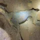 Se cree que los ejemplares quedaron atrapados en el interior de la cueva, donde las condiciones de temperatura constante y baja humedad favorecieron su conservación natural hasta convertirlos en auténticas momias