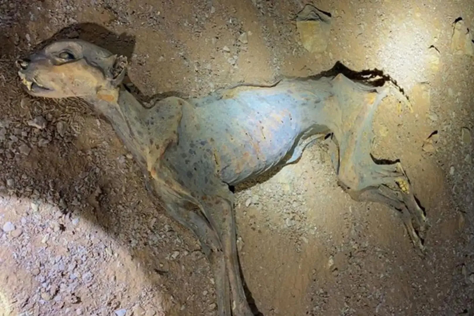Se cree que los ejemplares quedaron atrapados en el interior de la cueva, donde las condiciones de temperatura constante y baja humedad favorecieron su conservación natural hasta convertirlos en auténticas momias