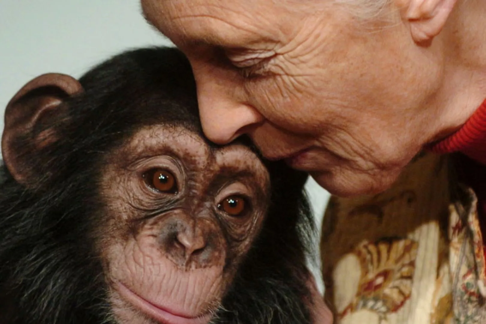 Jane Goodall inclinando su rostro con ternura hacia un chimpancé