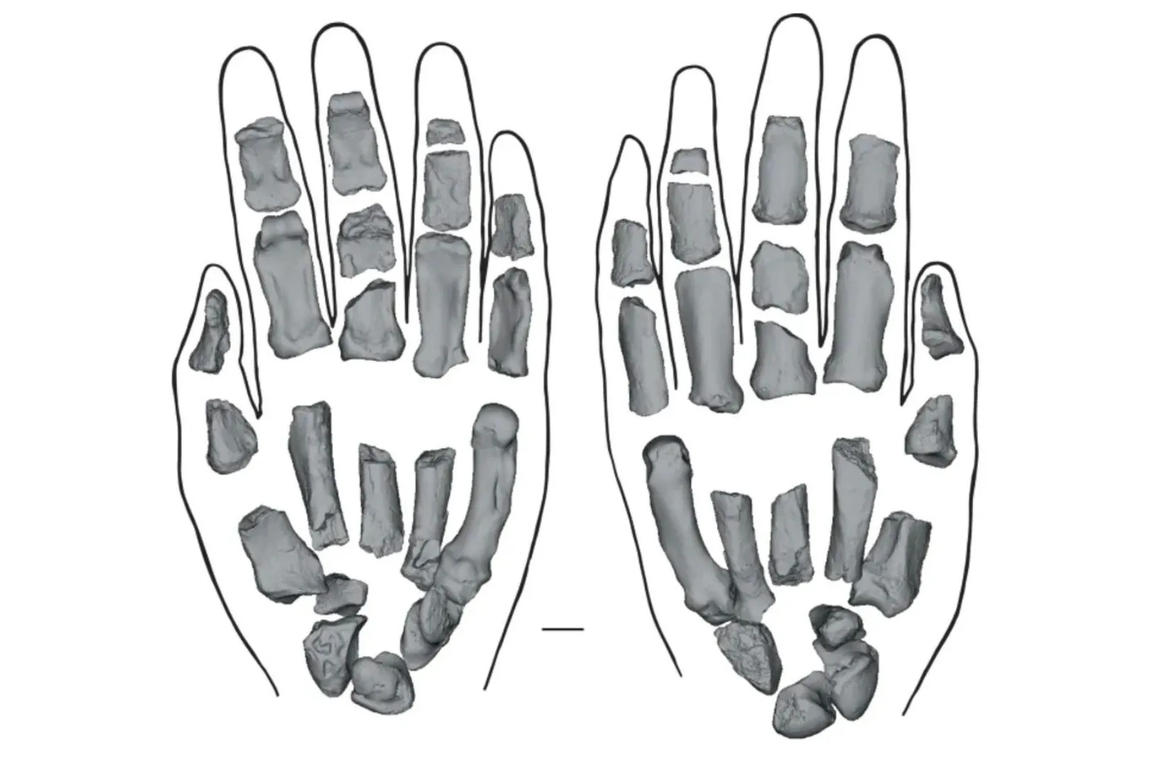 La mano izquierda reconstruida de Paranthropus boisei