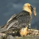 Lo que escondía un viejo nido de buitre en Andalucía te sorprenderá