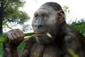 Paranthropus boisei