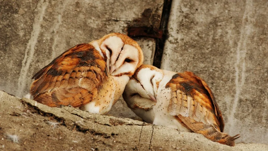 En la mayoría de los mamíferos, las hembras superan en longevidad a los machos, mientras que en las aves ocurre lo contrario