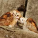 En la mayoría de los mamíferos, las hembras superan en longevidad a los machos, mientras que en las aves ocurre lo contrario