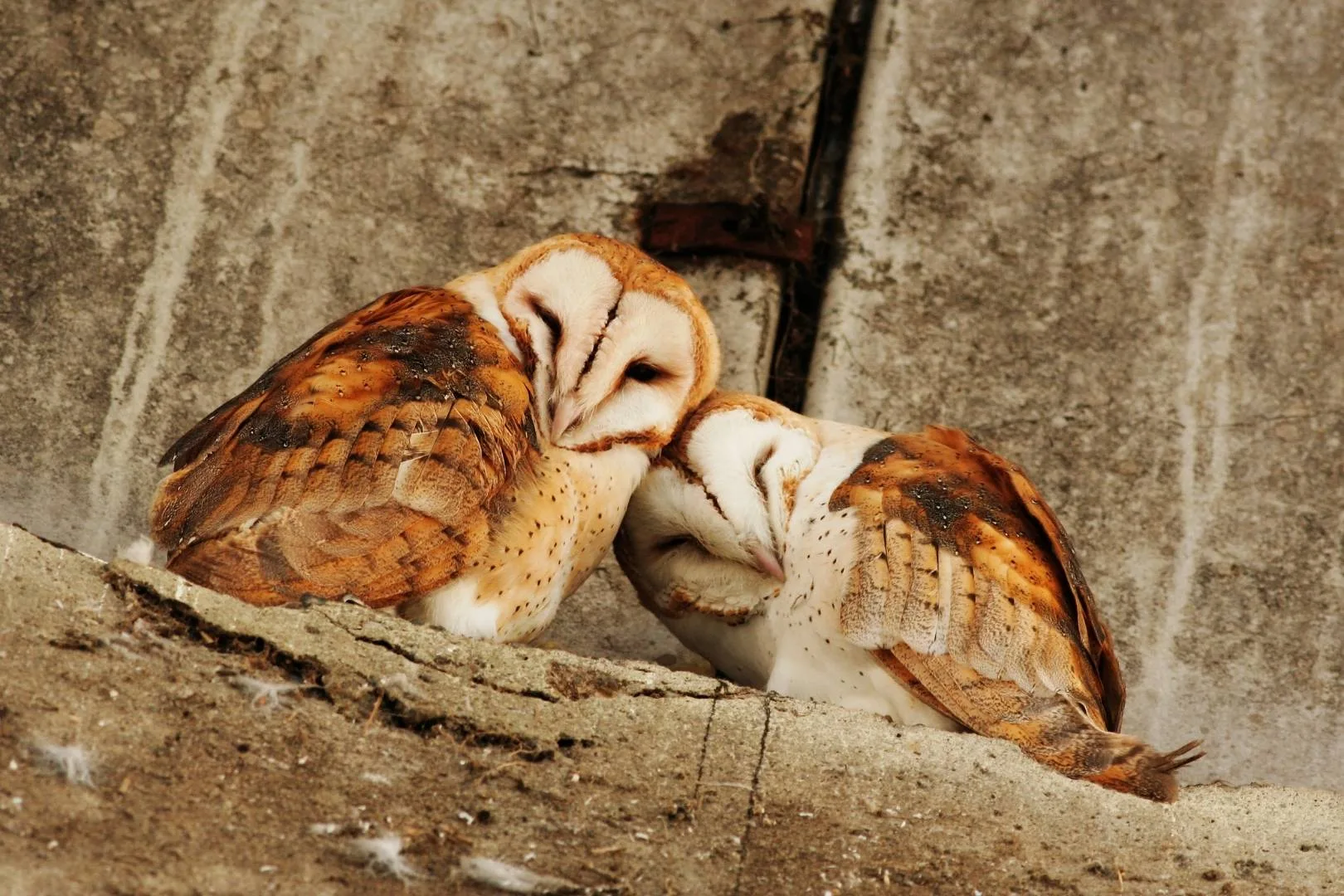 En la mayoría de los mamíferos, las hembras superan en longevidad a los machos, mientras que en las aves ocurre lo contrario