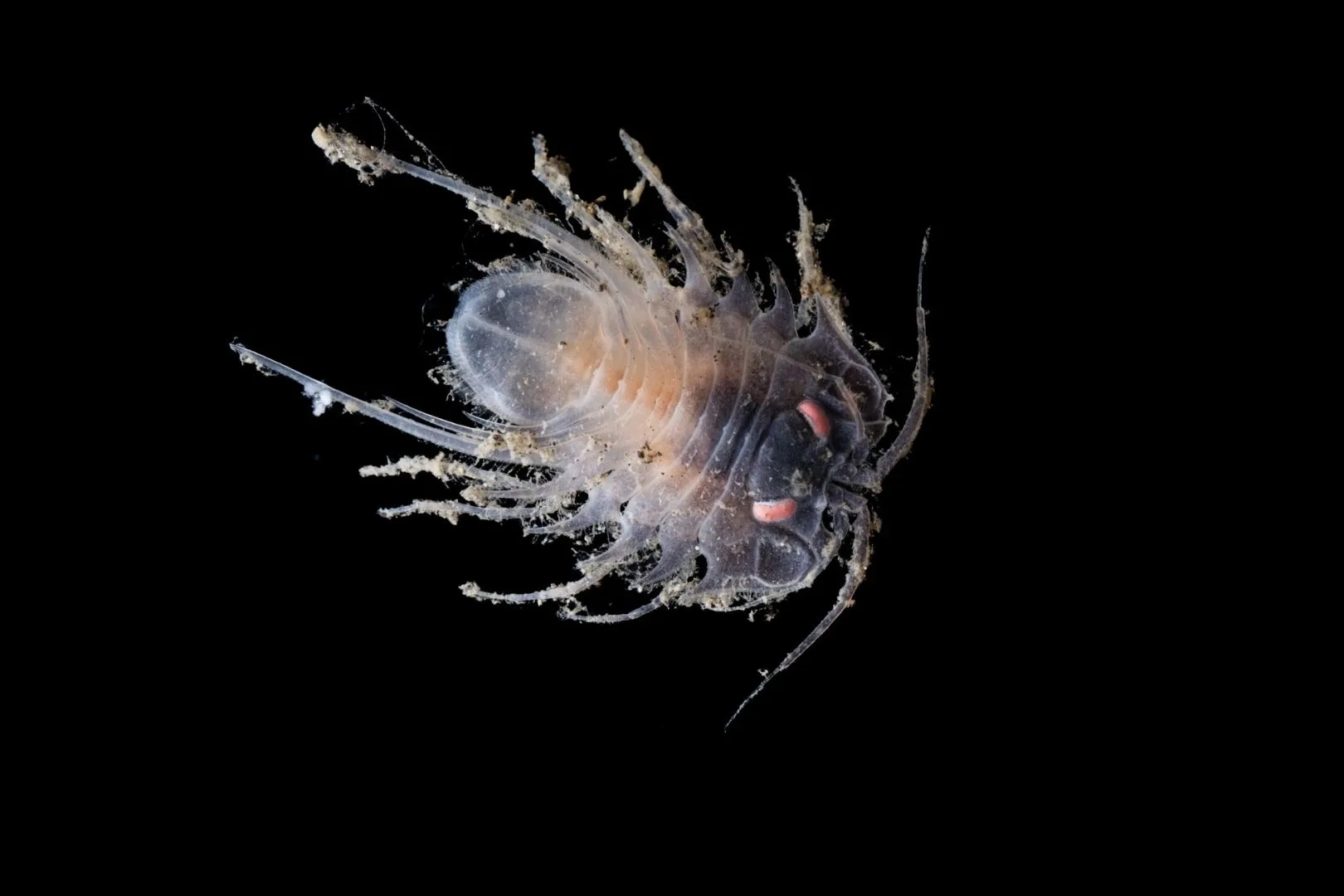 Una nueva especie de crustáceo bentónico hallada en el fondo del océano