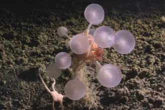 Una extraña esponja esférica y depredadora identificada por primera vez en el océano profundo