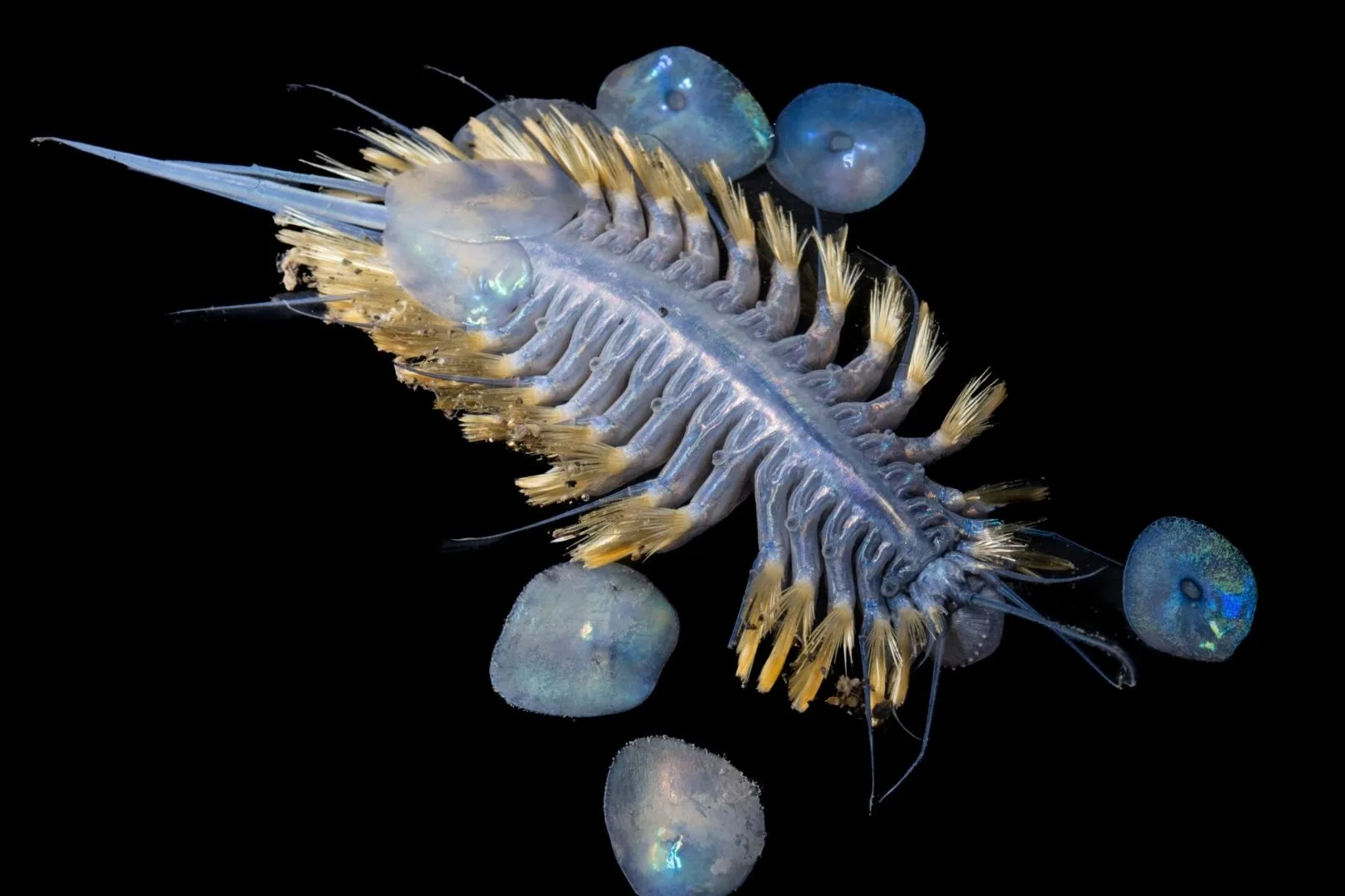 Un gusano de escamas brillantes descubierto recientemente en las profundidades marinas