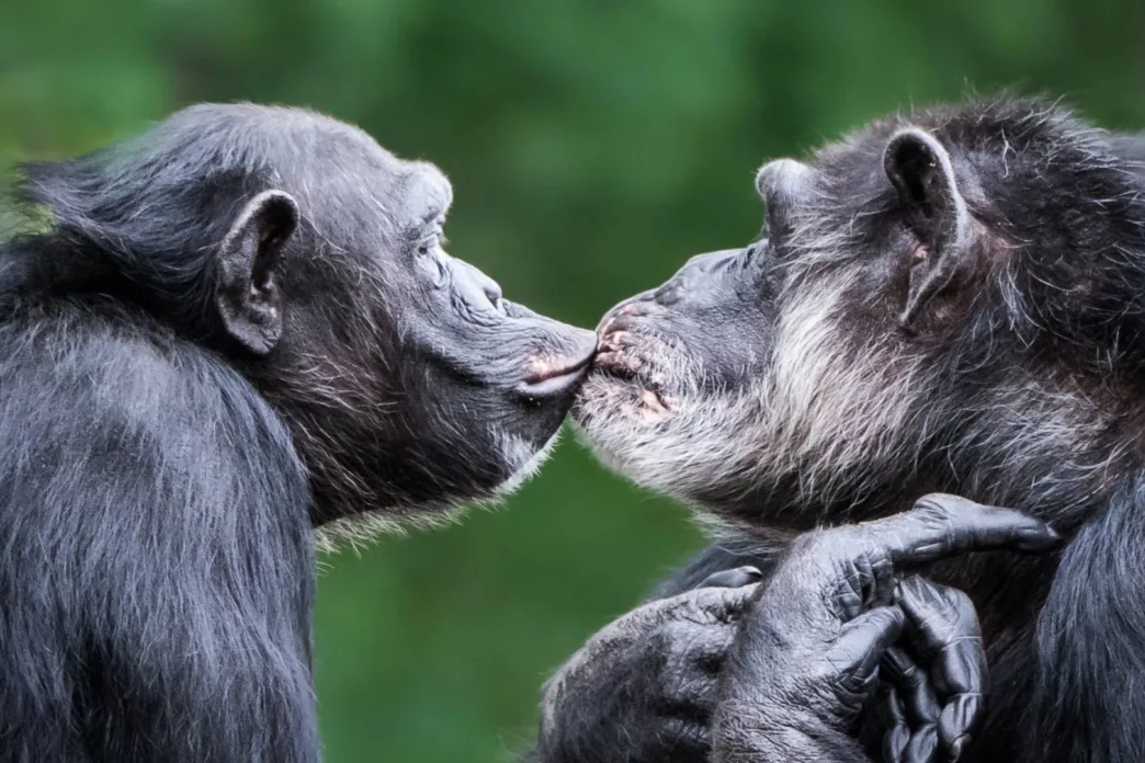 El beso podría ser mucho más antiguo que el ser humano