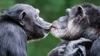 El beso podría ser mucho más antiguo que el ser humano