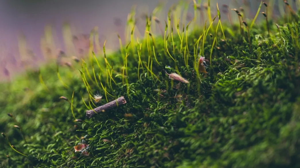 Científicos logran revivir un musgo tras su viaje extremo por el espacio