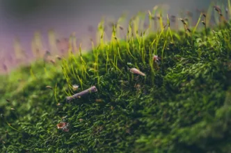 Científicos logran revivir un musgo tras su viaje extremo por el espacio | Planeta 16 Científicos logran revivir un musgo tras su viaje extremo por el espacio