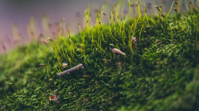 Científicos logran revivir un musgo tras su viaje extremo por el espacio