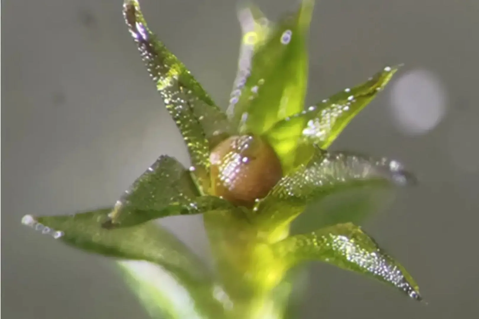 Este musgo creció a partir de una espora que estuvo expuesta al espacio durante nueve meses según Tomomichi Fujita
