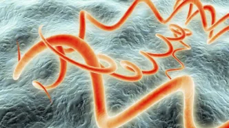 Arqueólogos hallan en la Sabana de Bogotá un esqueleto con una bacteria ancestral de la sífilis