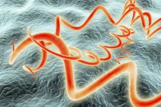 Arqueólogos hallan en la Sabana de Bogotá un esqueleto con una bacteria ancestral de la sífilis